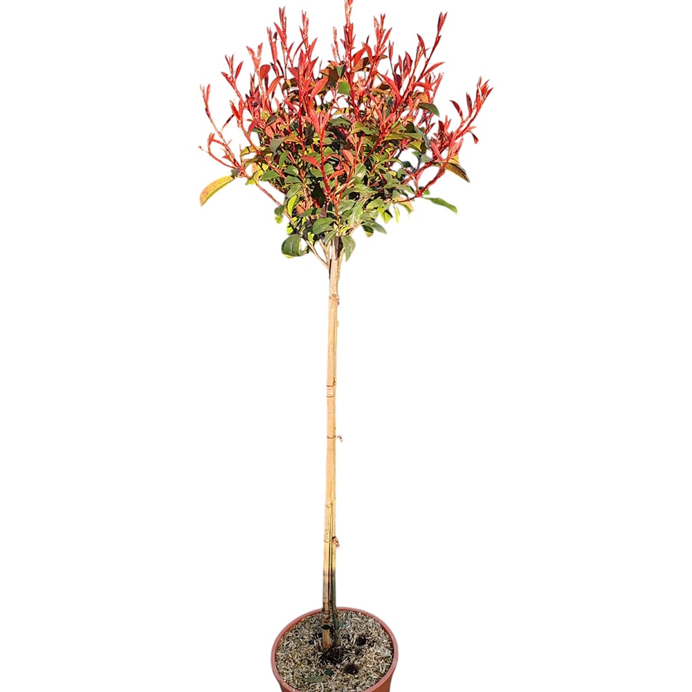 Copacel Photinia Fraseri  Compacta, D 24 cm, H 125 cm