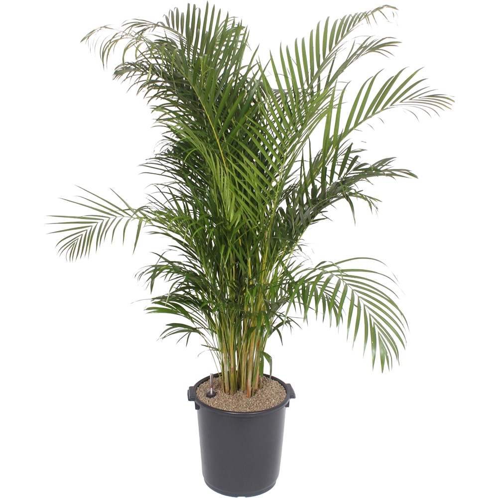 Dypsis Lutescens, D 40 cm, H 200 cm