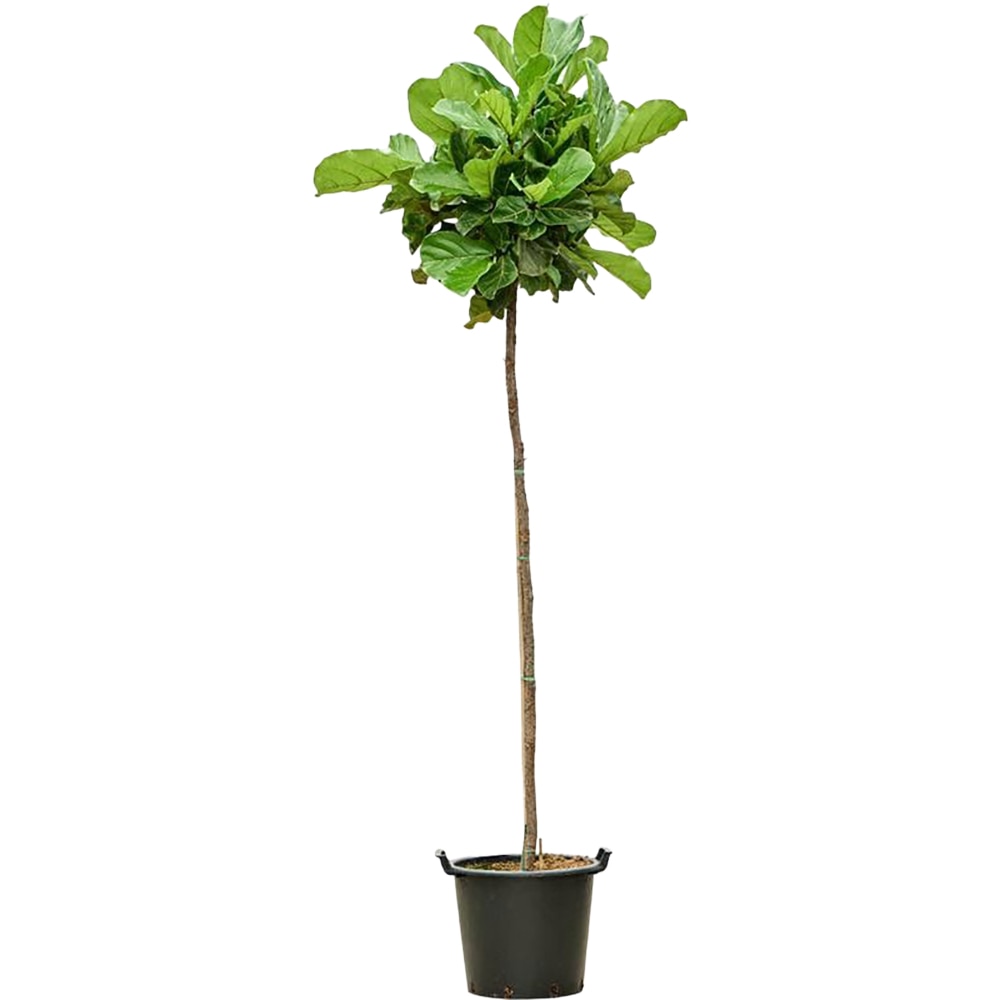 Ficus Lyrata, D 45 cm, H 160 cm