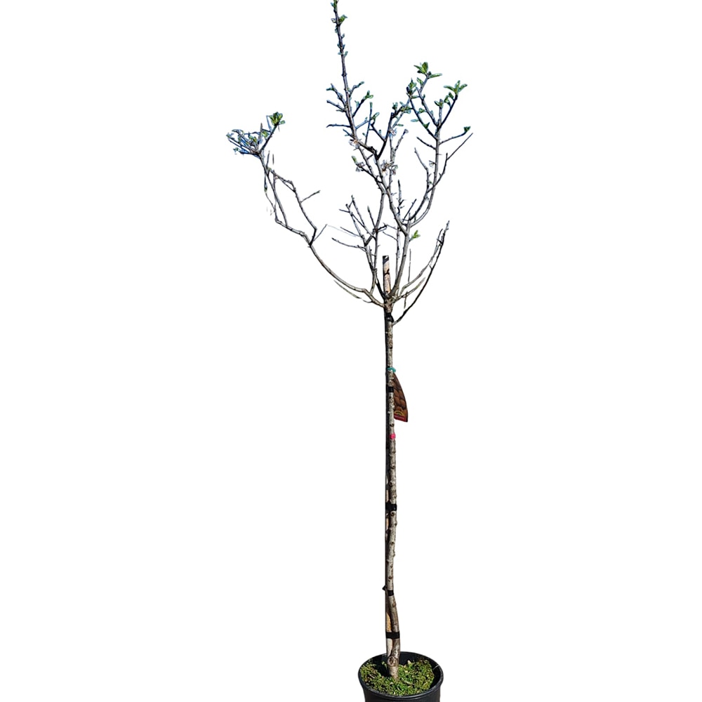 Migdal Prunus Amygdalus, D 24 cm, H 125 cm