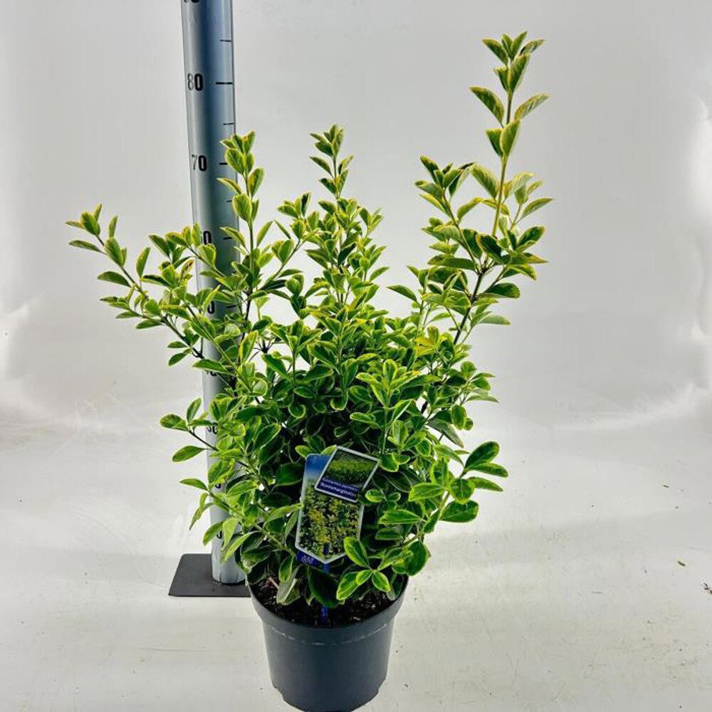 Euonymus Aureomarginatus, H 50 cm