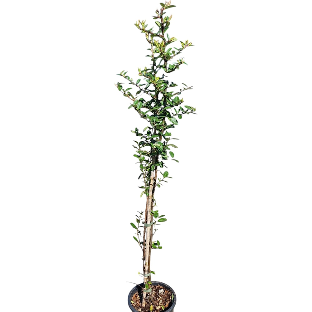Mix Pyracantha, D 15 cm, H 90 cm