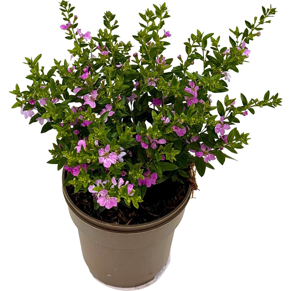 Cuphea Hyssopifolia, D 10.5cm, H 21cm