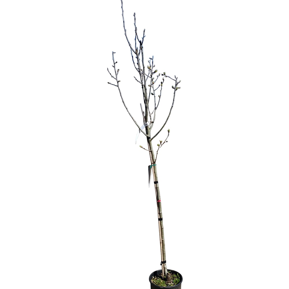 Par Pyrus Communis, D 24 cm, H 125 cm