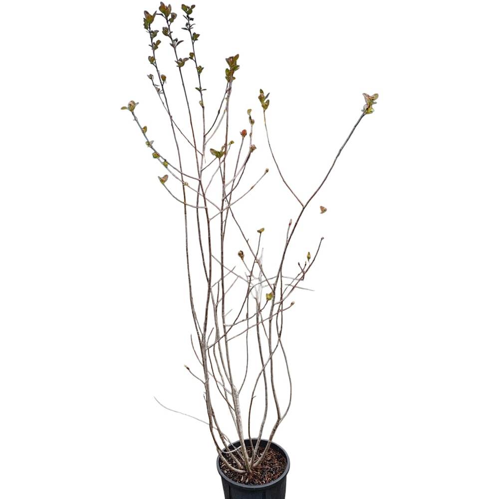 Arbust fructifer Aronia, D24 cm, H 150 cm