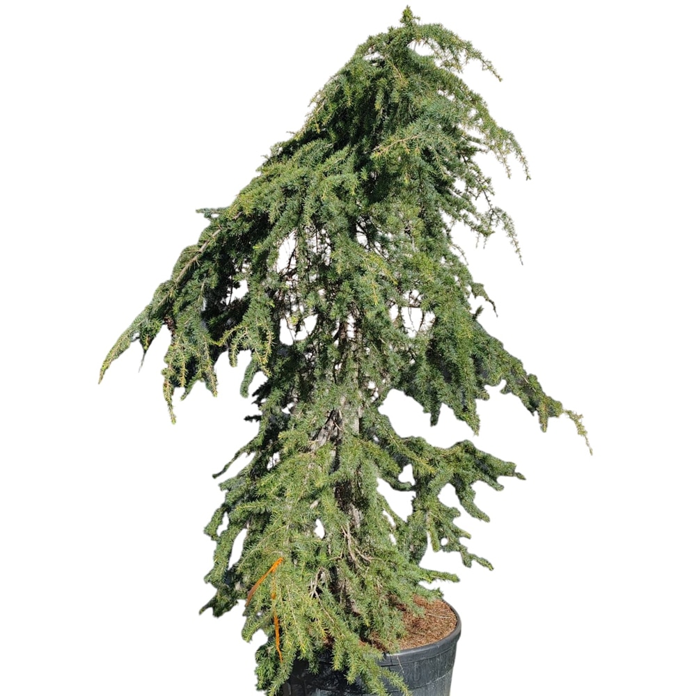 Conifer Cedrus deodara Pendula, D60 cm, H 120 cm