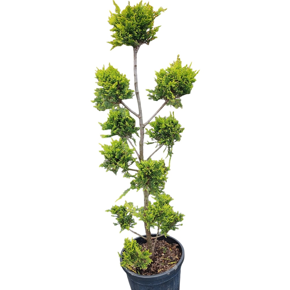 Conifer Cupressocyparis Leylandii, D30 cm, H 120 cm