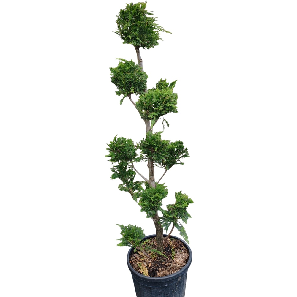 Conifer Cupressocyparis Leylandii, D30 cm, H 120 cm