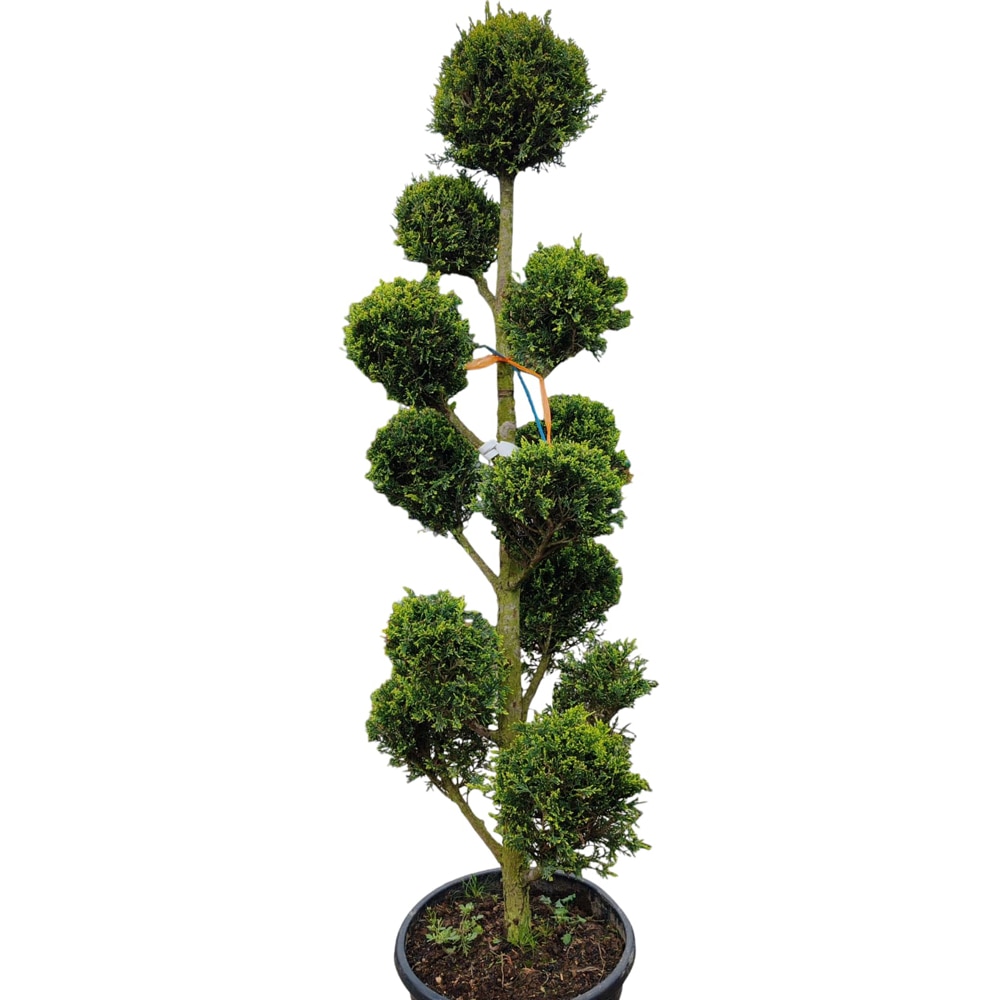 Conifer Cupressocyparis Leylandii Pon Pon, D40 cm, H 140 cm