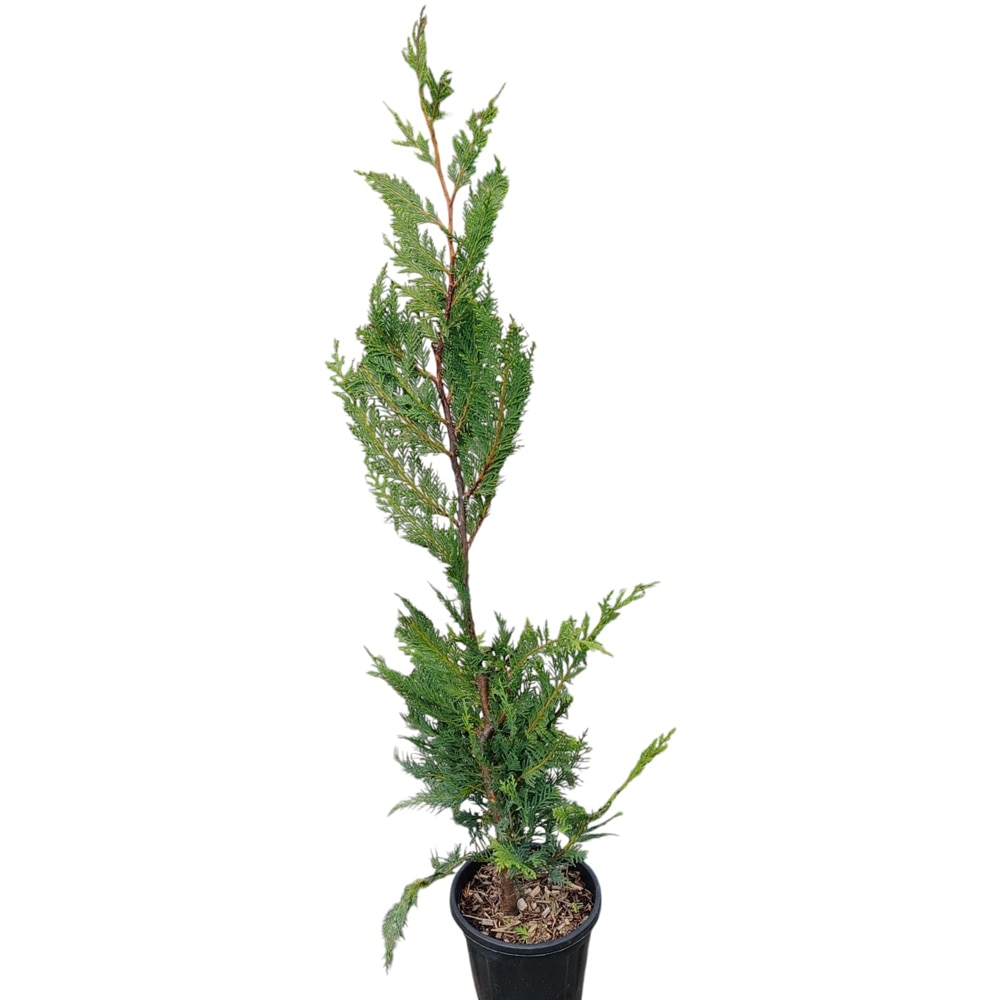 Conifer Cupressocyparis Leylandii, D18 cm, H 120 cm