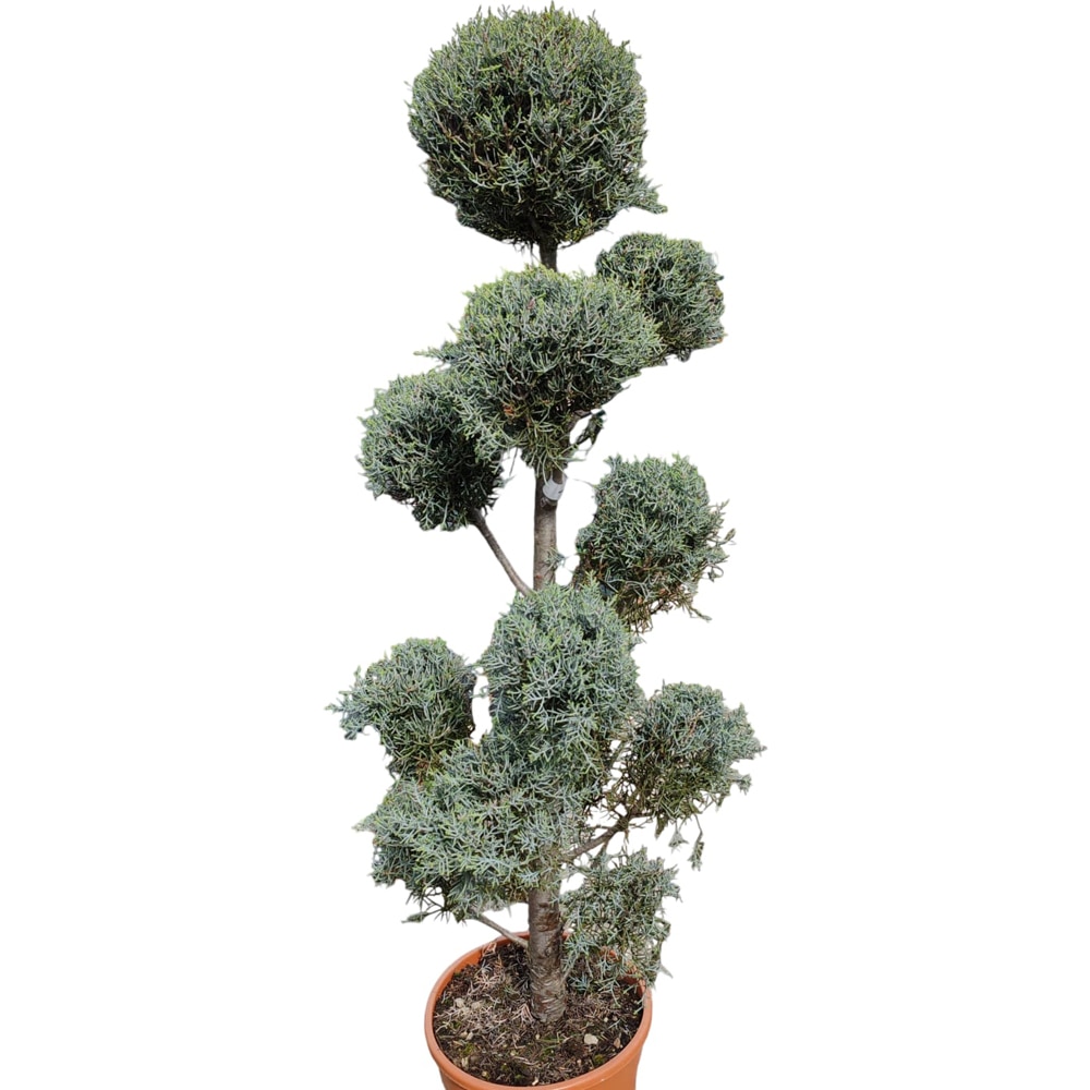 Conifer Cupressus Arizonica "Fastigiata", tip pompons, D40 cm, H 140 cm