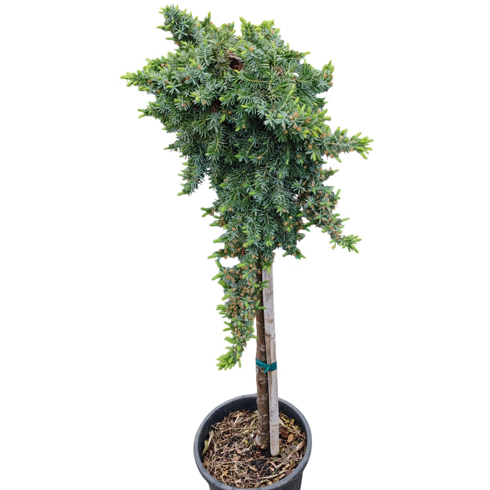Conifer Juniperus "Blue Pacific", D24 cm, H 100 cm