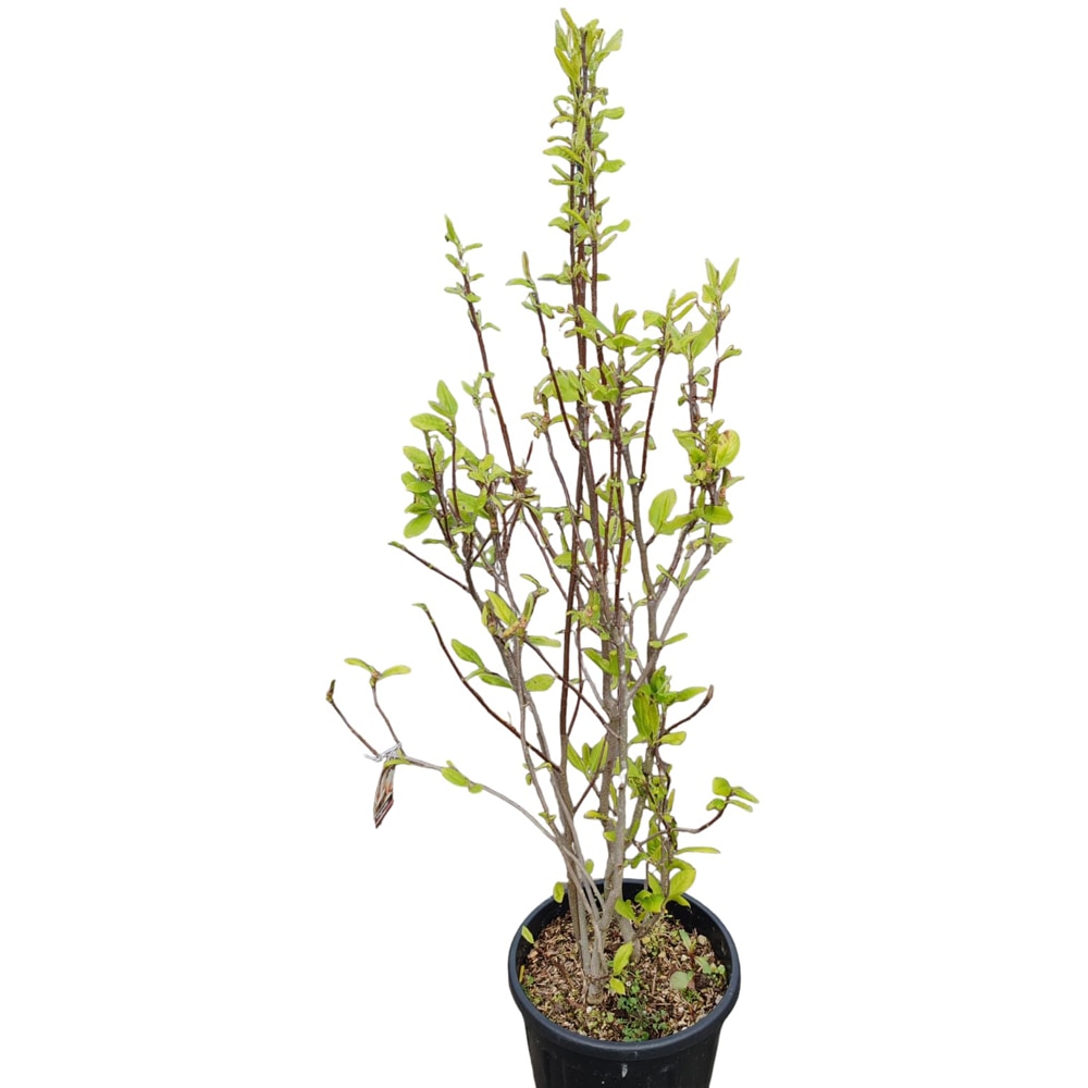 Arbore ornamental Magnolia (mix), D24 cm, H 120 cm