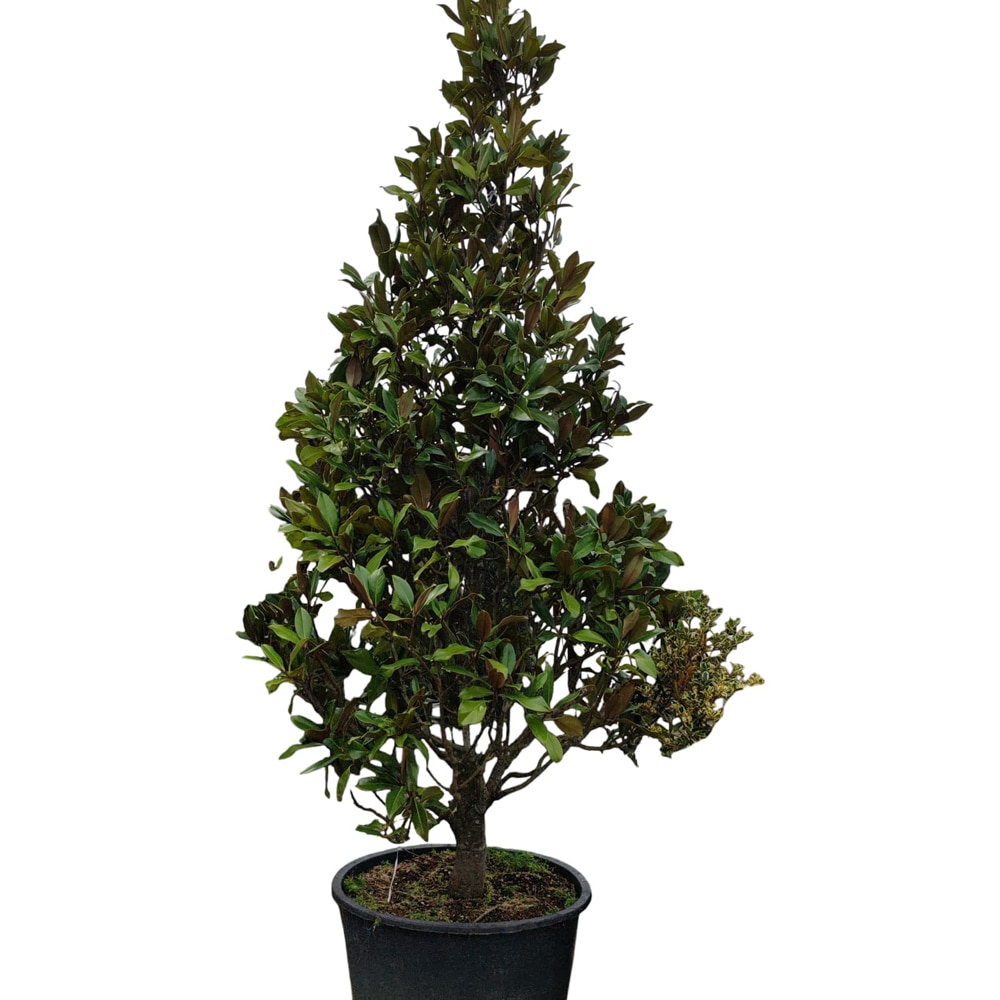 Magnolia Grandiflora Gallissoniensis, D 60 cm, H 350 cm