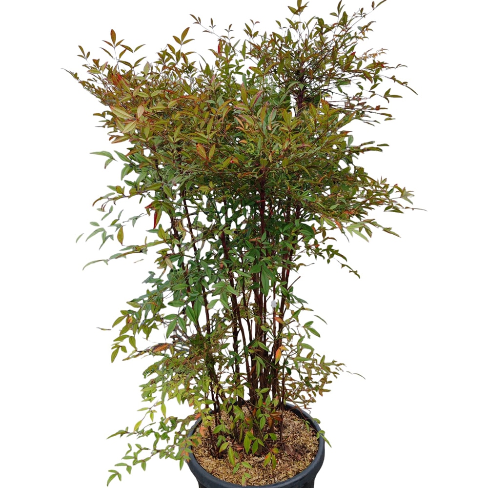 Arbust ornamental Nandina domestica, D40 cm, H 150 cm