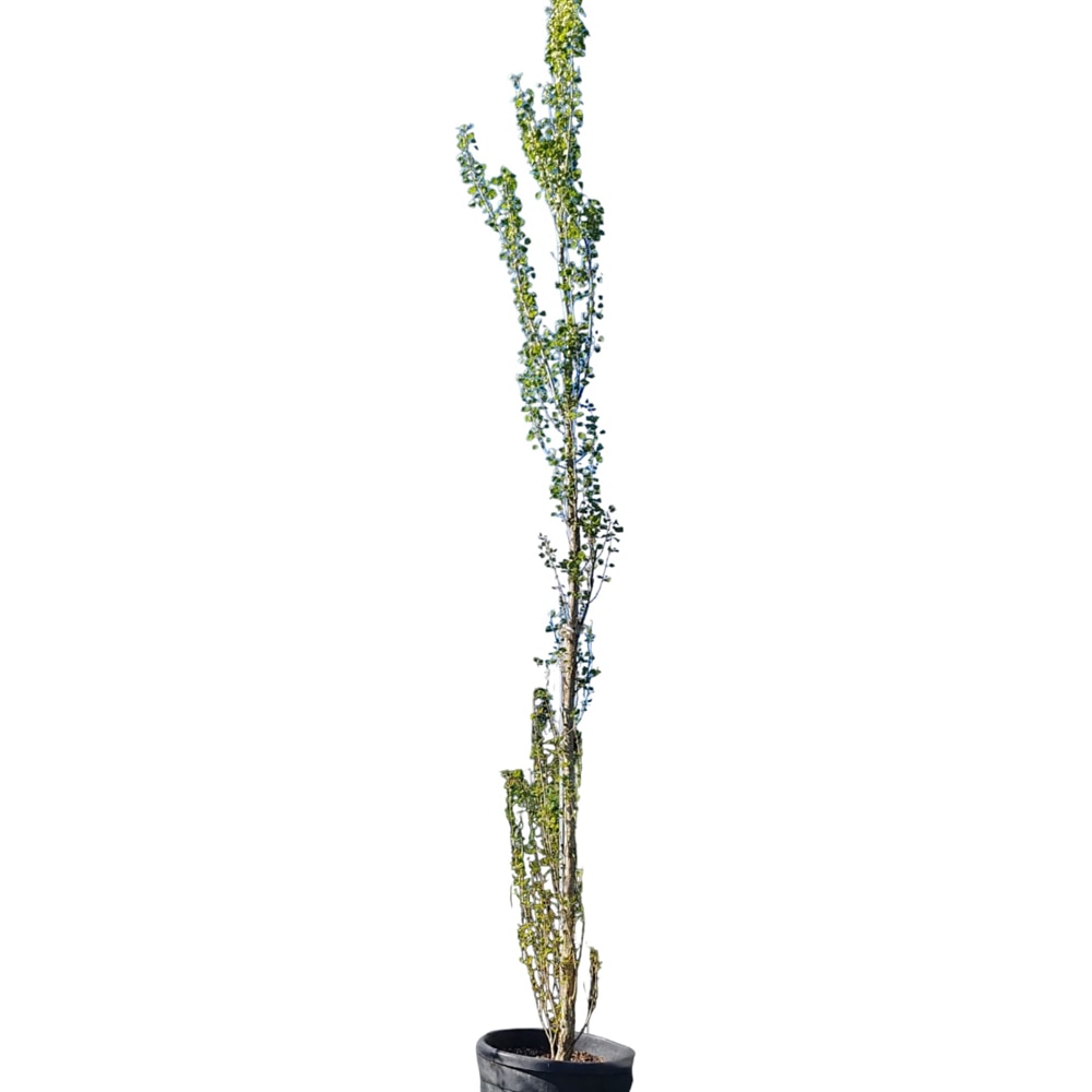 Arbore ornamental Plop "Pyramidalis", D60 cm, H 400 cm