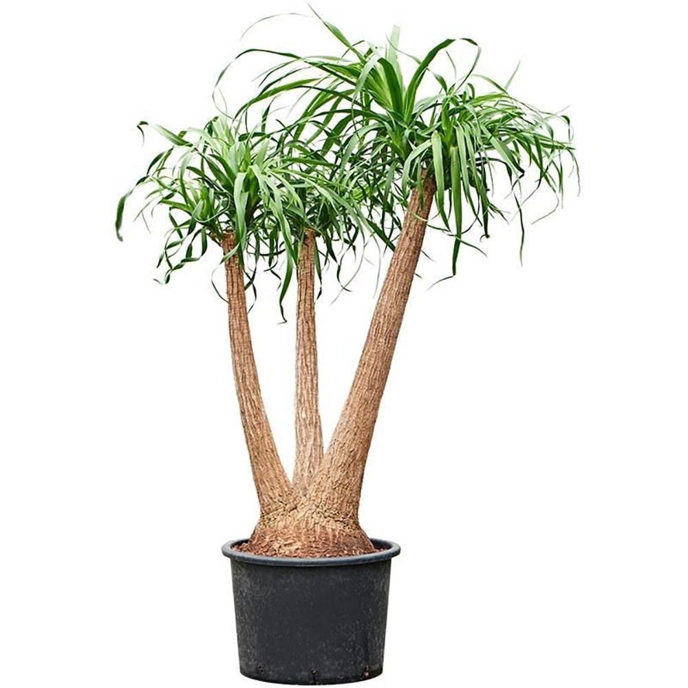 Beaucarnea Recurvata Branched, D 35 cm, H 85 cm