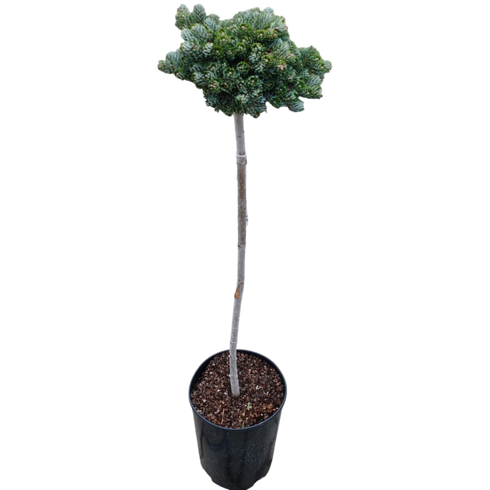 Conifer Abies koreana "Icebreaker", D18 cm, H 100 cm
