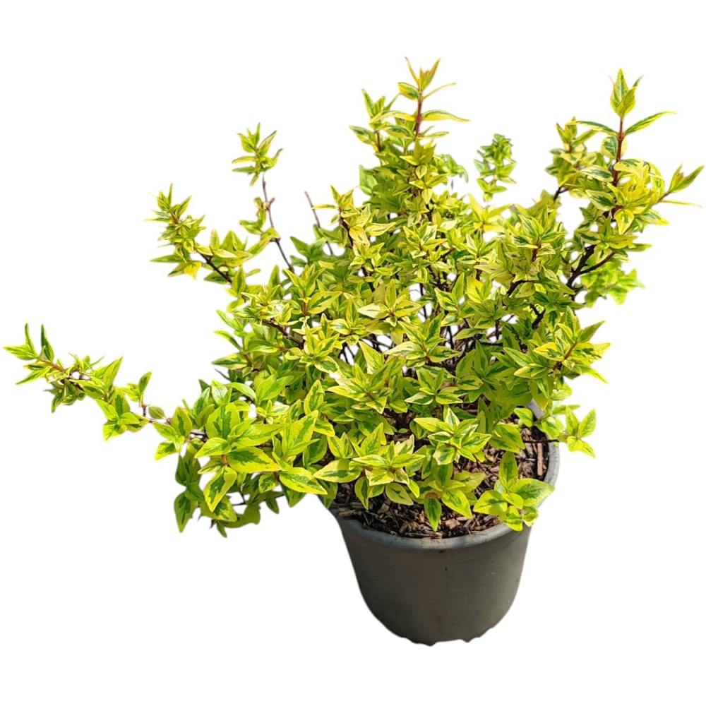 Arbust ornamental Abelia "Edward Goucher", D13 cm, H 25 cm