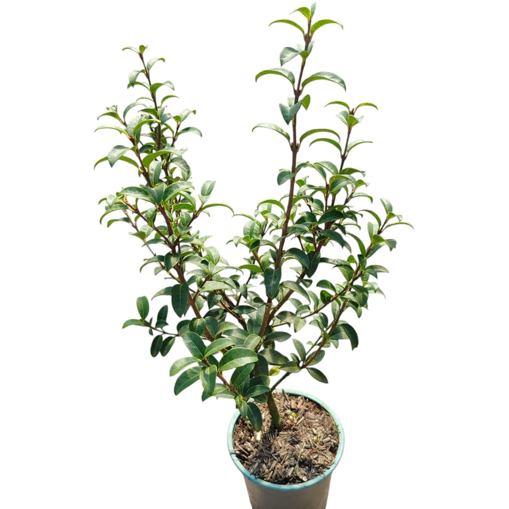 Arbust ornamental Osmanthus Burkwoodii, D13 cm, H 25 cm