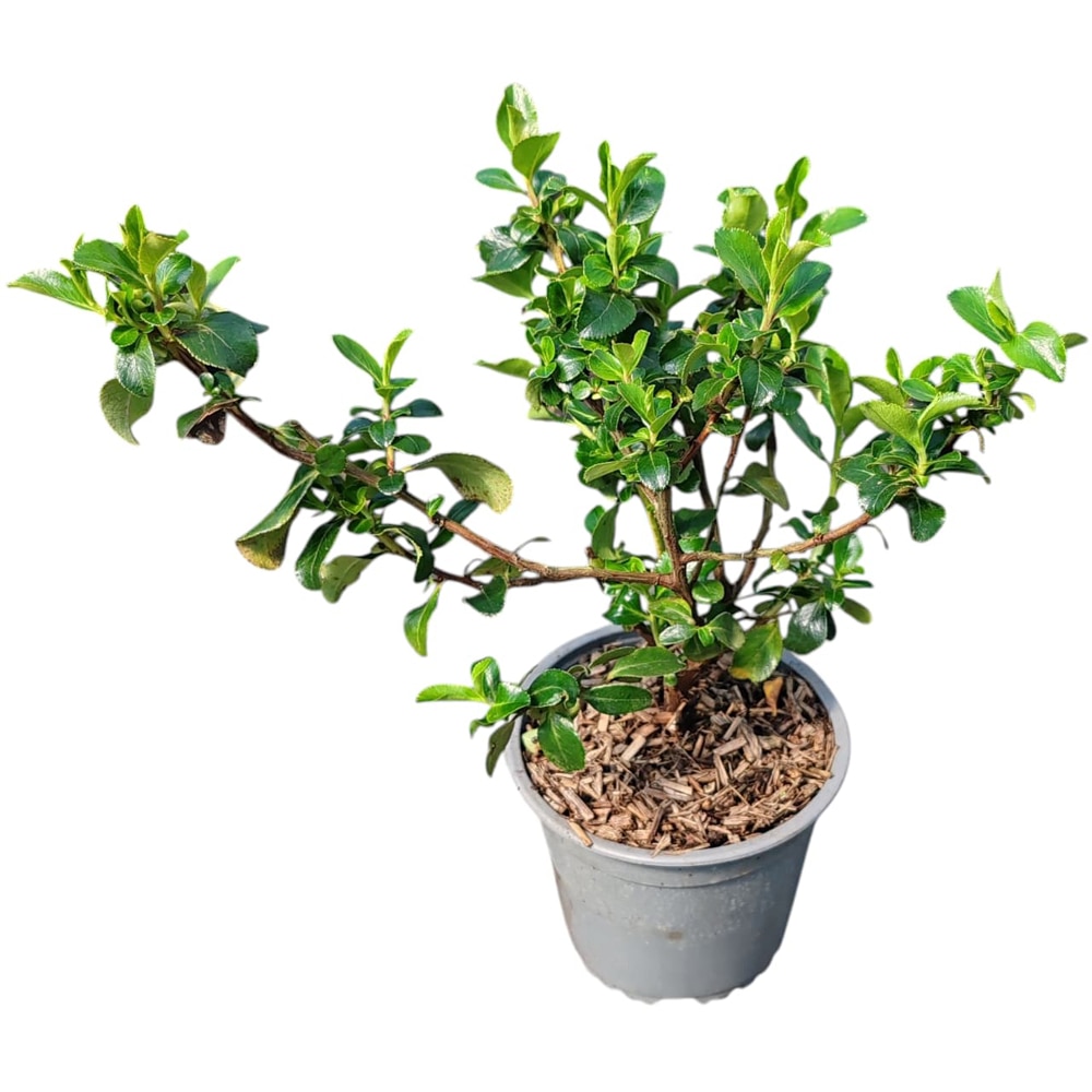 Arbust ornamental Escallonia, D13 cm, H 20 cm