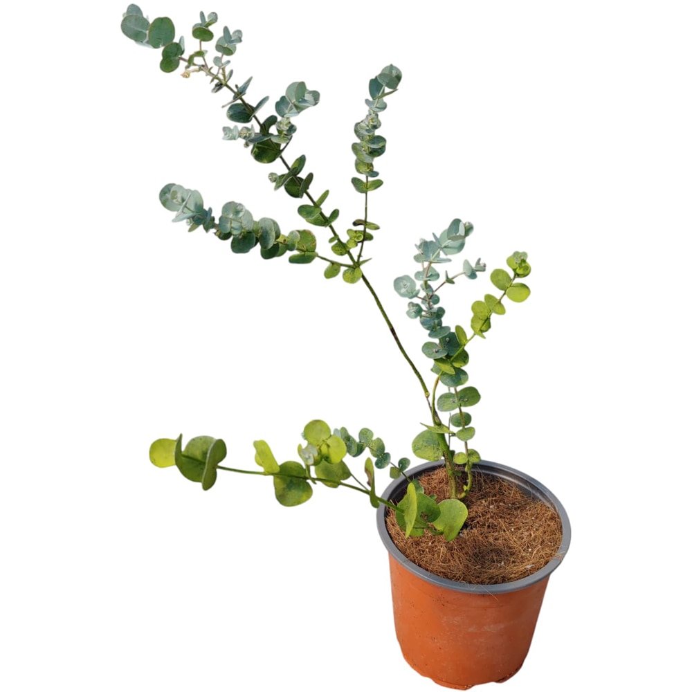 Arbust ornamental Eucalyptus Gunnii, D13 cm, H 25 cm