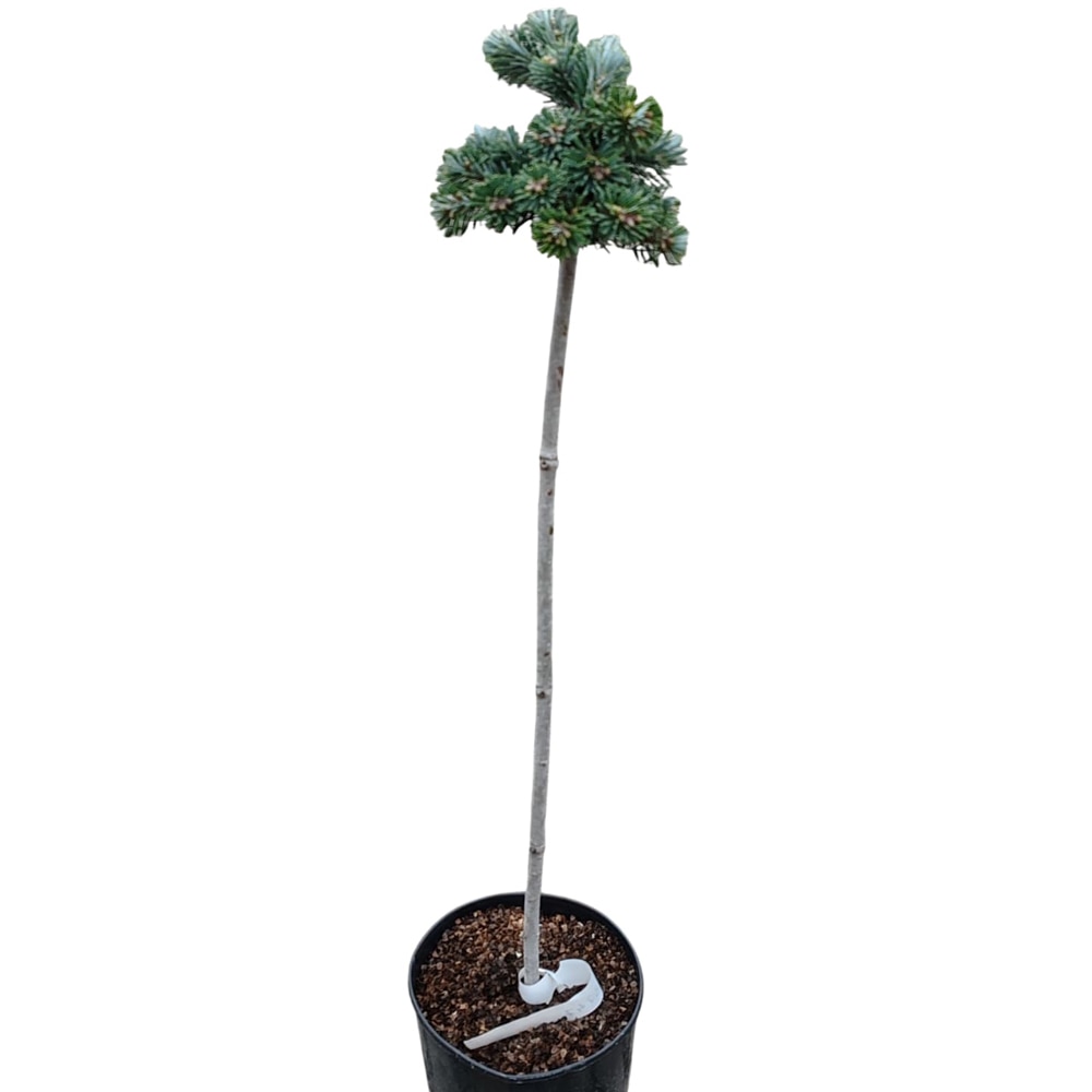 Conifer Abies Veitchii, D18 cm, H 100 cm