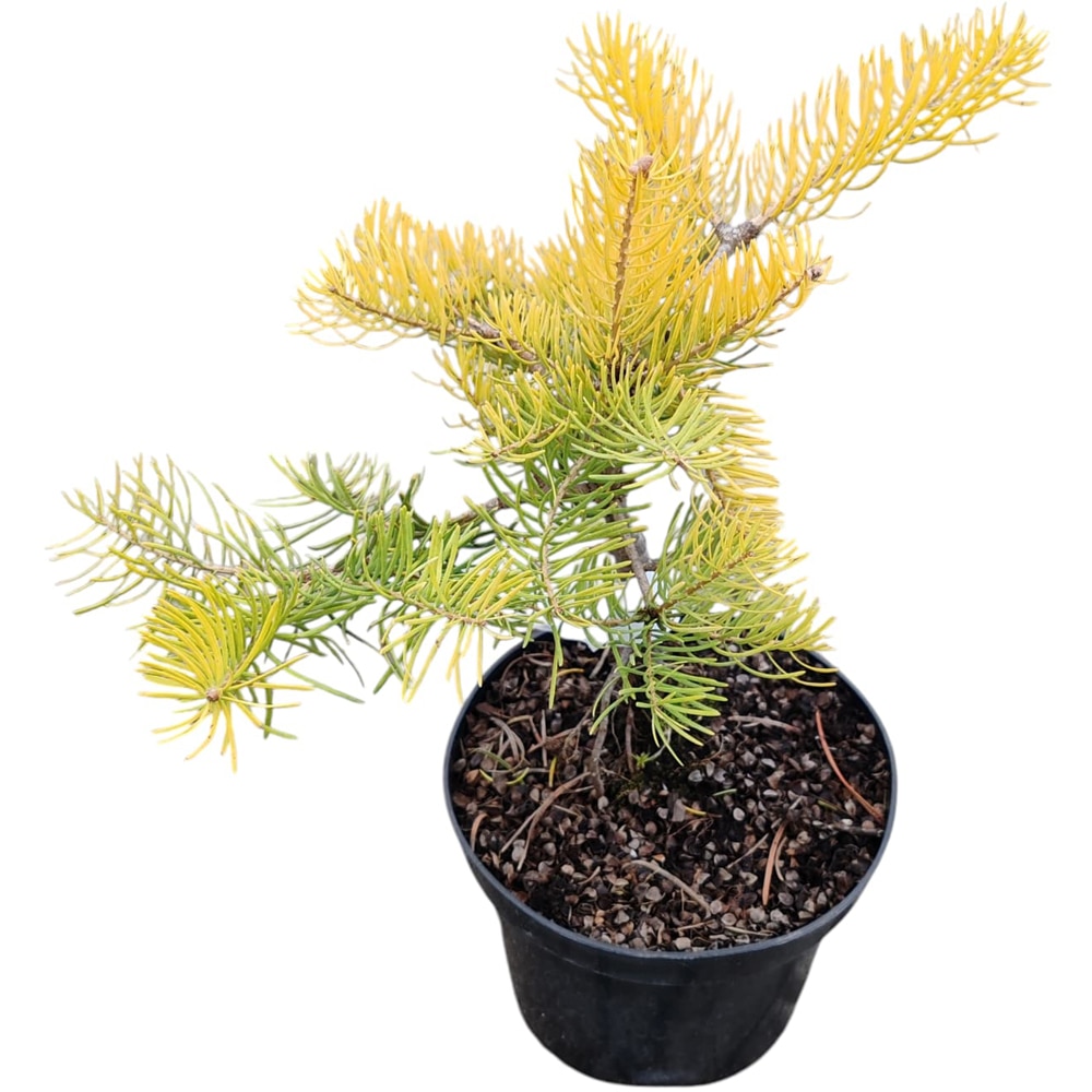Conifer Abies concolor "Wintergold", D15 cm, H 20 cm