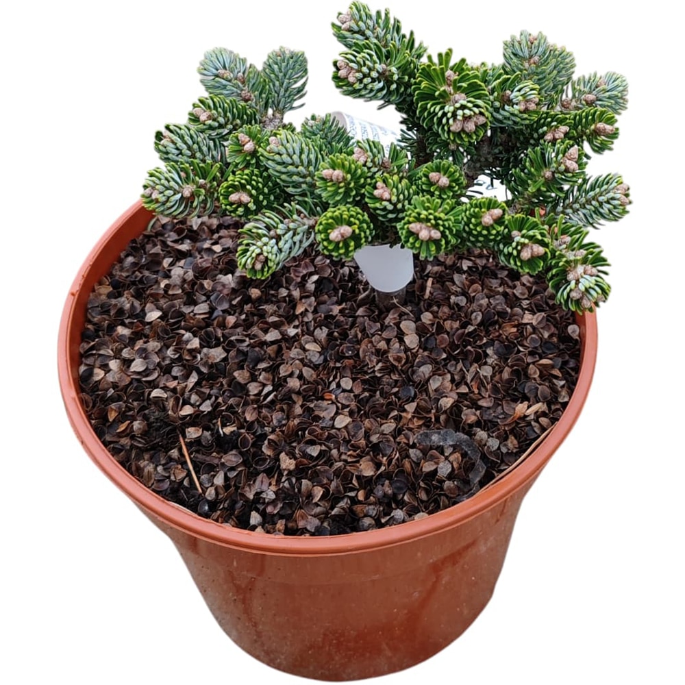 Conifer Abies koreana "Icebreaker", D18 cm, H 15 cm