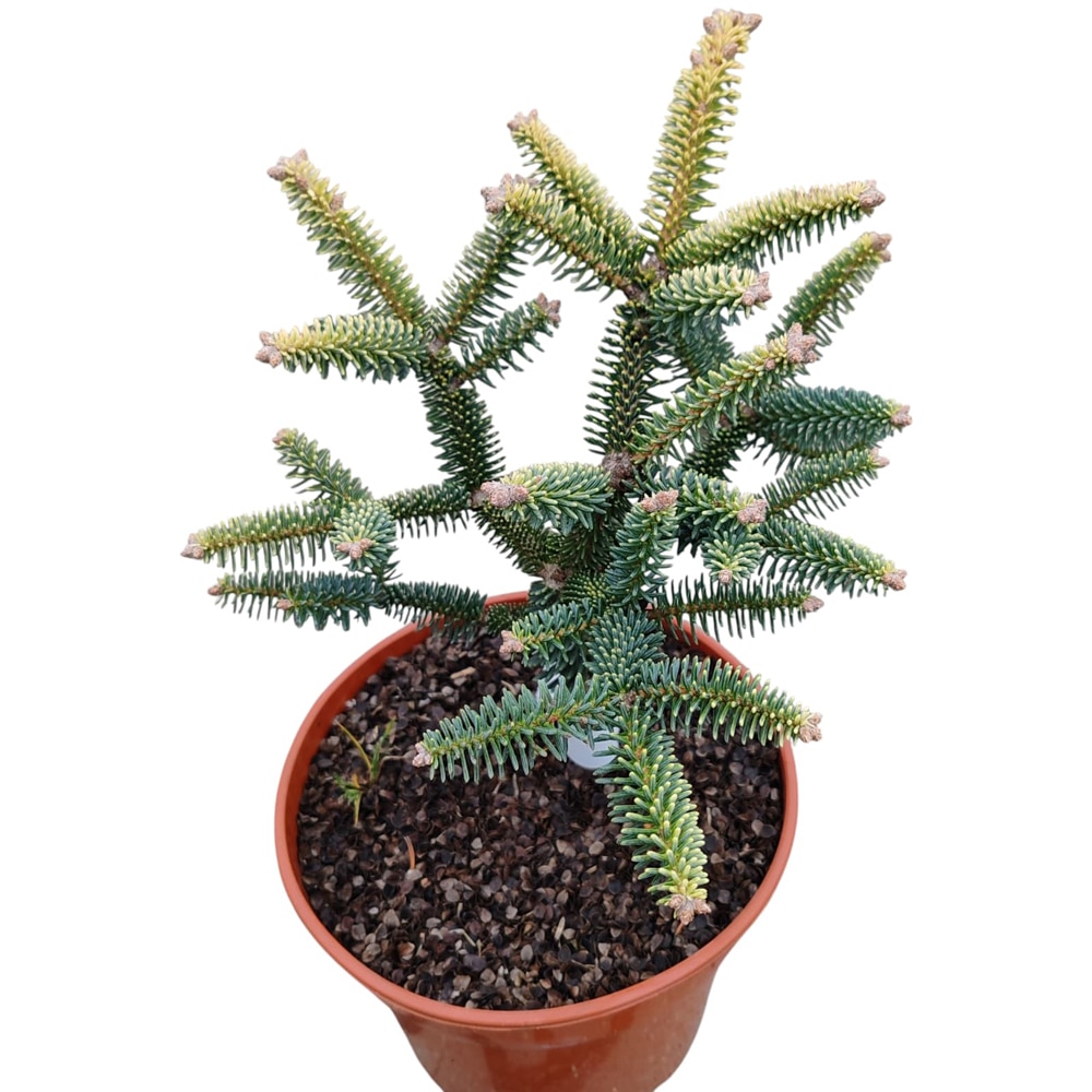 Conifer Abies pinsapo "Aurea", D18 cm, H 25 cm