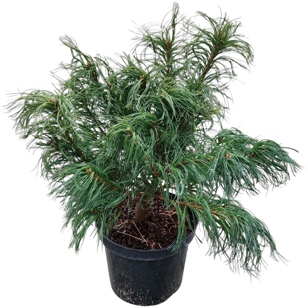 Conifer Pinus strobus "Tiny Curls", D18 cm, H 30 cm