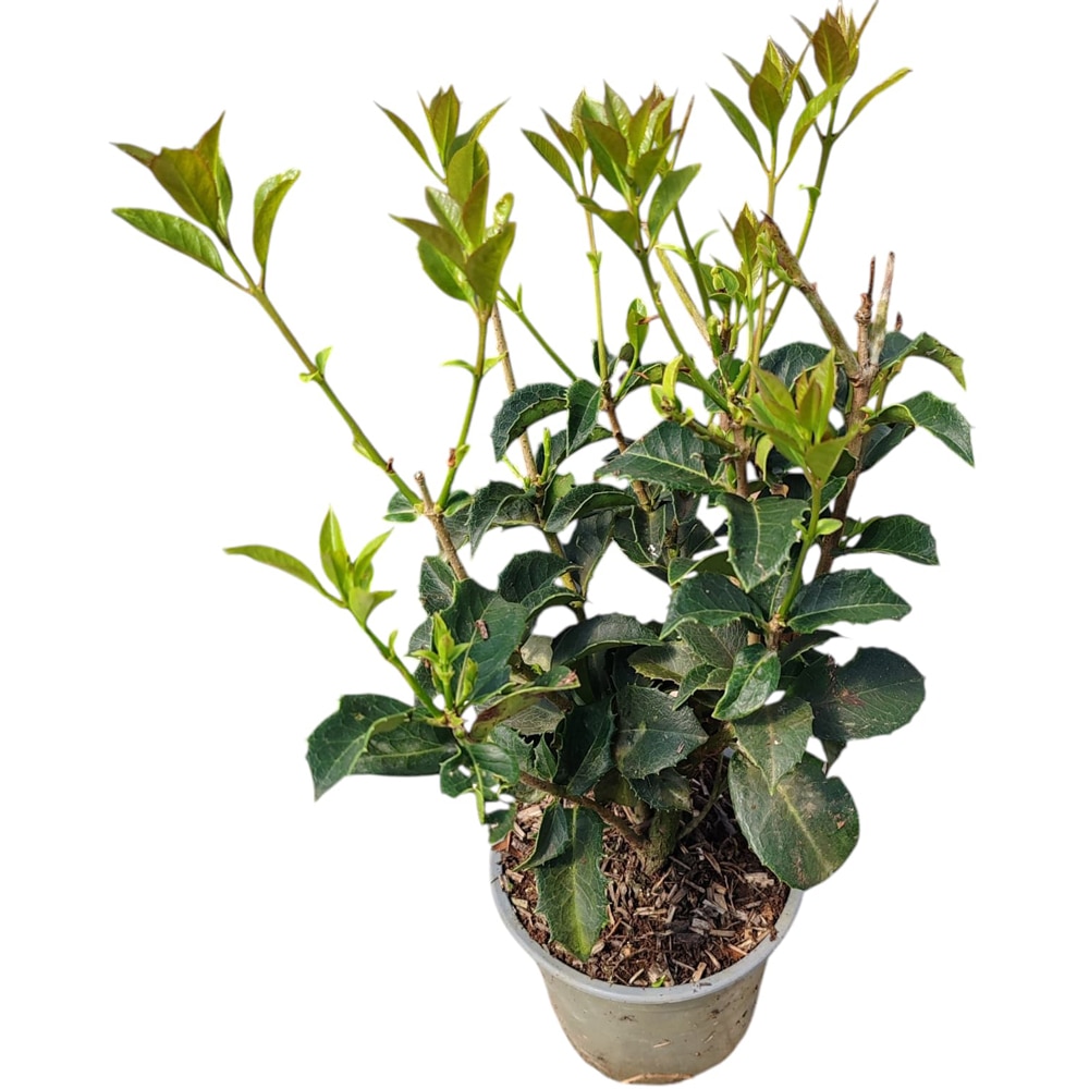 Arbust ornamental Osmanthus, D13 cm, H 25 cm