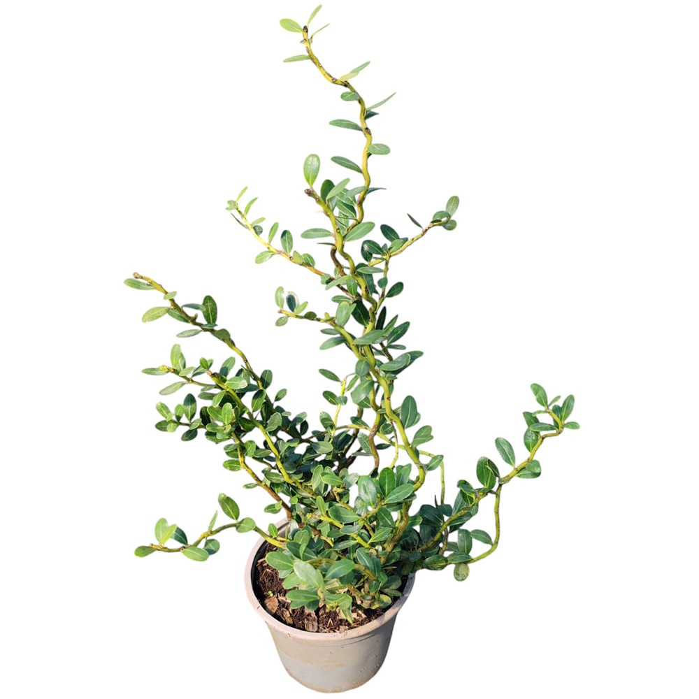 Ilex Crenata, D 13 cm, H 25 cm