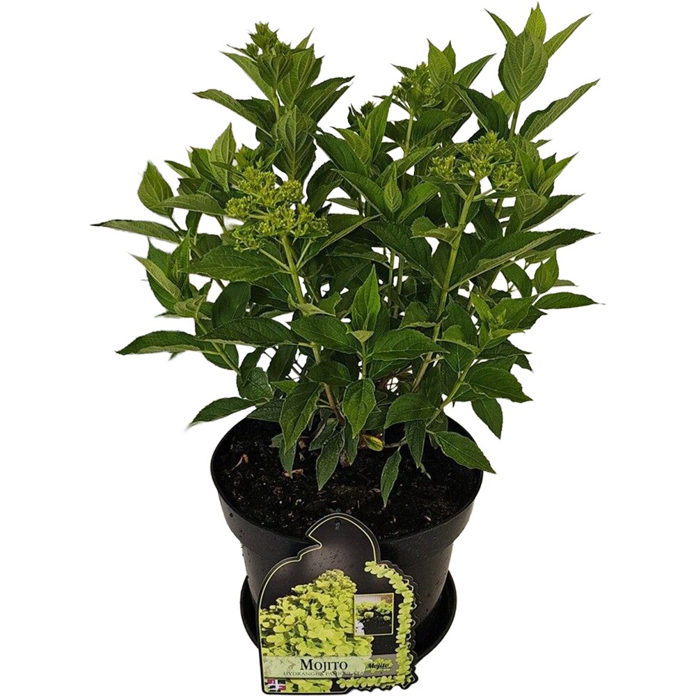 Hydrangea Paniculata Mojito, D 29 cm, H 70 cm