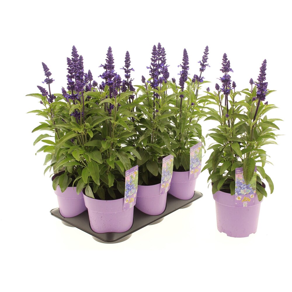 Salvie ornamentala Deep Ocean (Salvia Deep Ocean), H 20 cm
