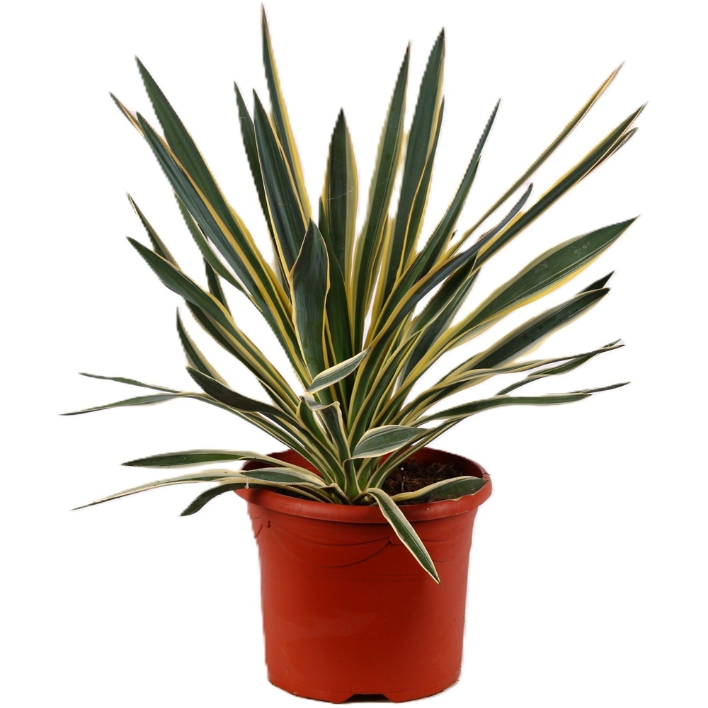 Planta ornamentala Yucca Gloriosa Variegata, H 50 cm