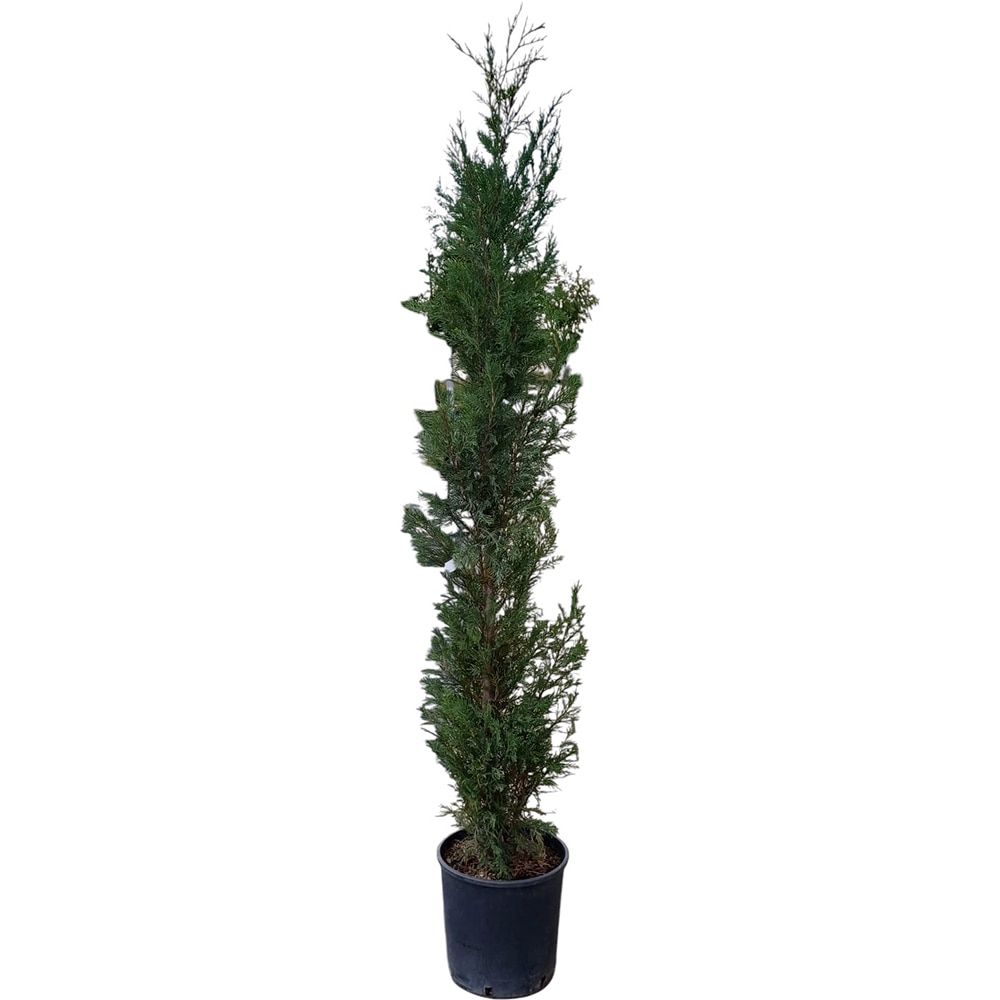 Chiparos (Cupressocyparis Leylandii Pyramidalis), H 180 cm