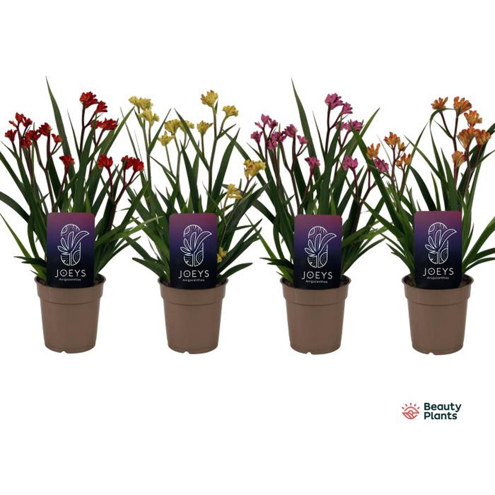 Anigozanthos Beauty, D 12 cm, H 40 cm