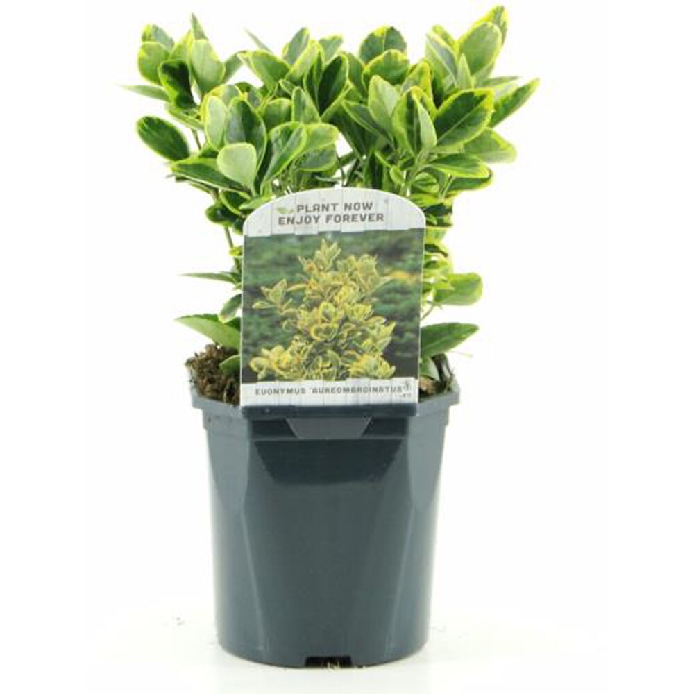 Euonymus Aureomarginatus, H 20 cm