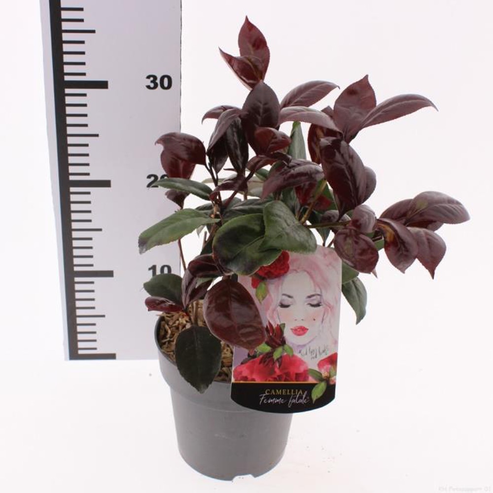 Camellia Japonica Femme Fatale, D 15 cm, H 30 cm