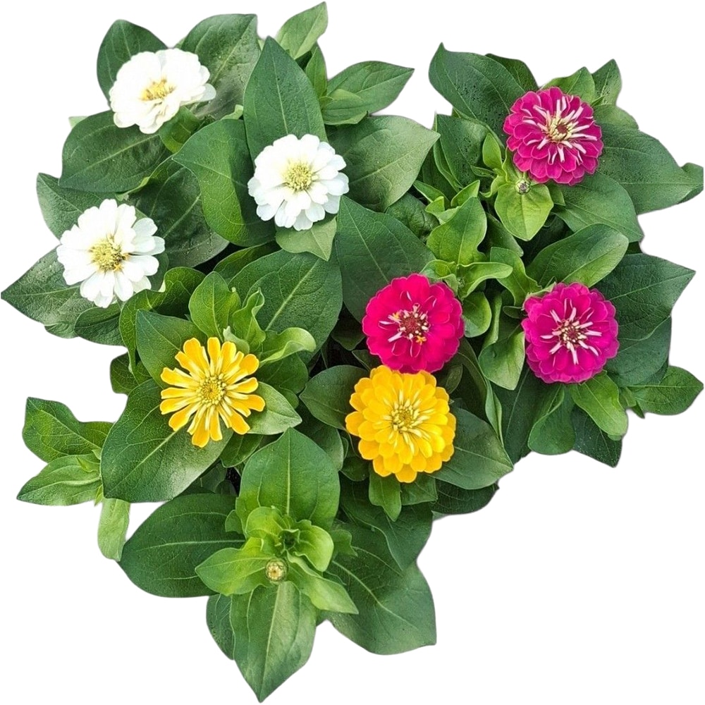 Zinnia Tricolor, D 17cm, H 30cm
