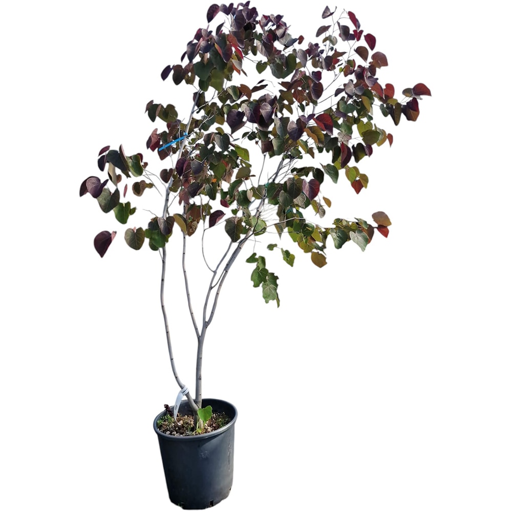 Arborele lui Iuda (Cercis Siliquastrum), H 180 cm