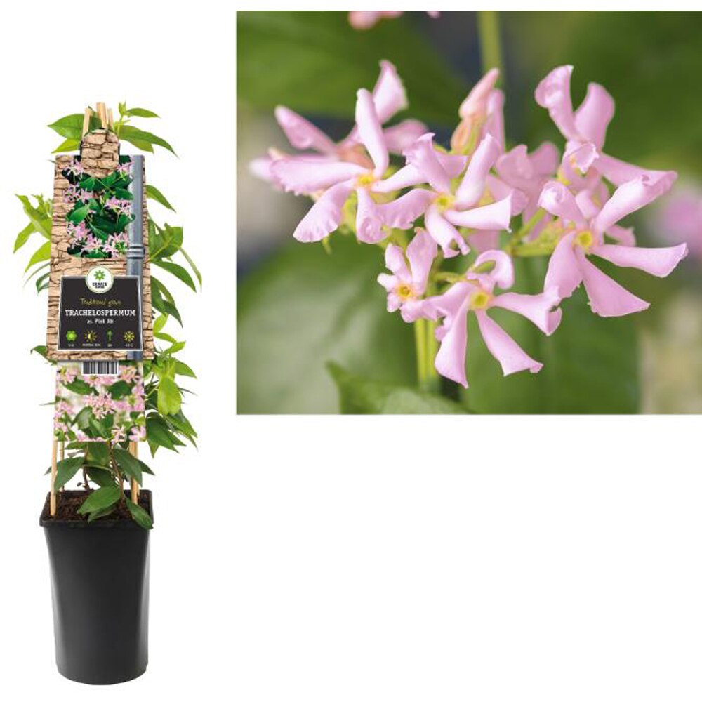 Iasomie Pink Air, D 17 cm, H 75 cm