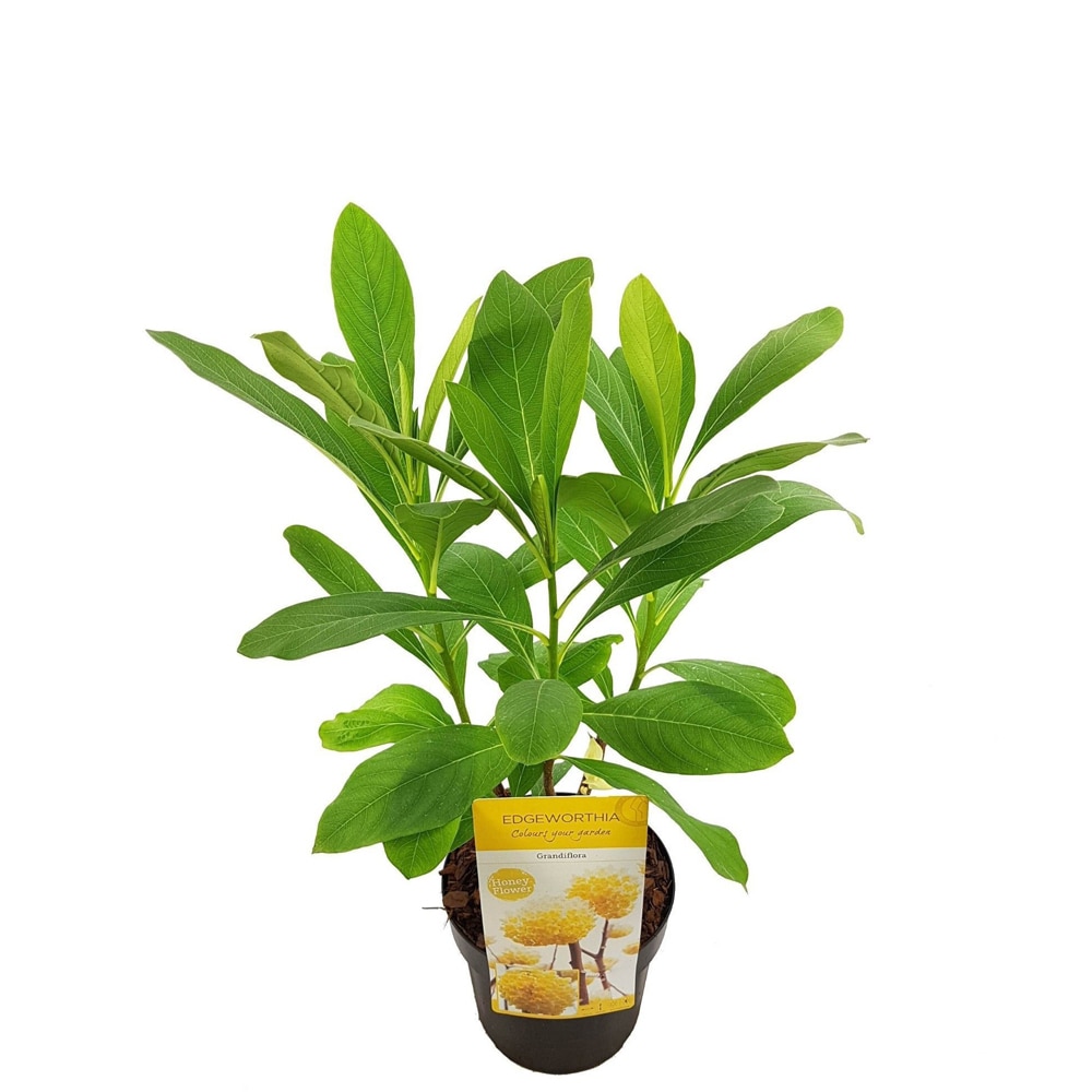 Edgeworthia (Edgeworthia chrysantha Honey Sunshine), H 50 cm