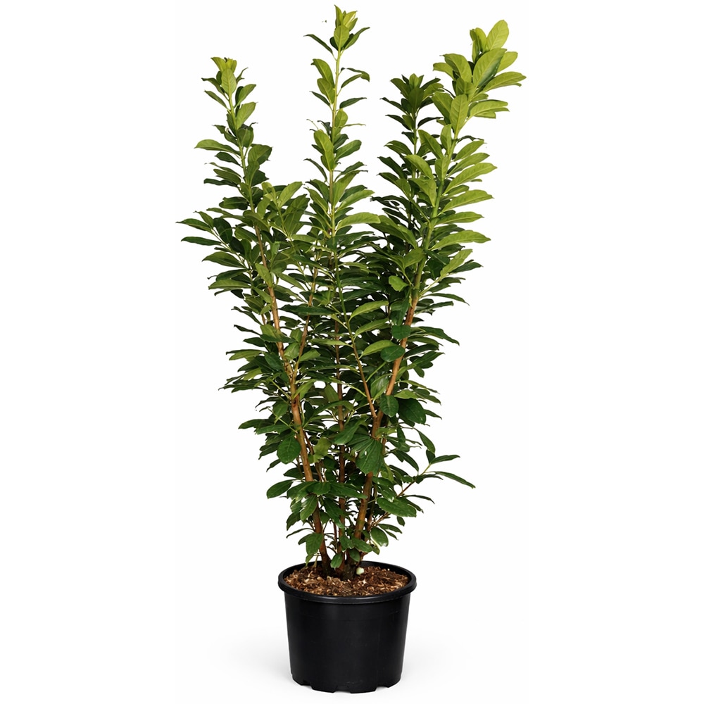 Arbust ornamental Prunus Laurocerasus Novita, H 125 cm