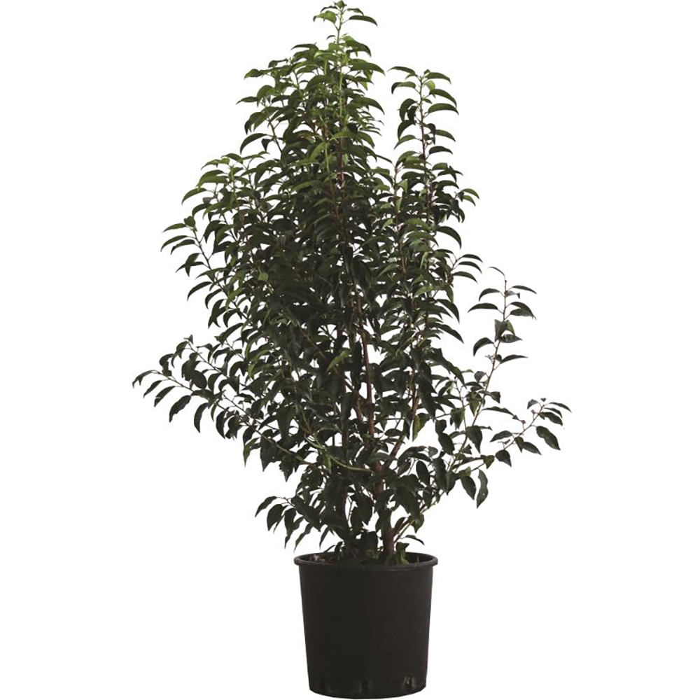 Arbust ornamental Prunus Lusitanica Angustifolia, H 100 cm