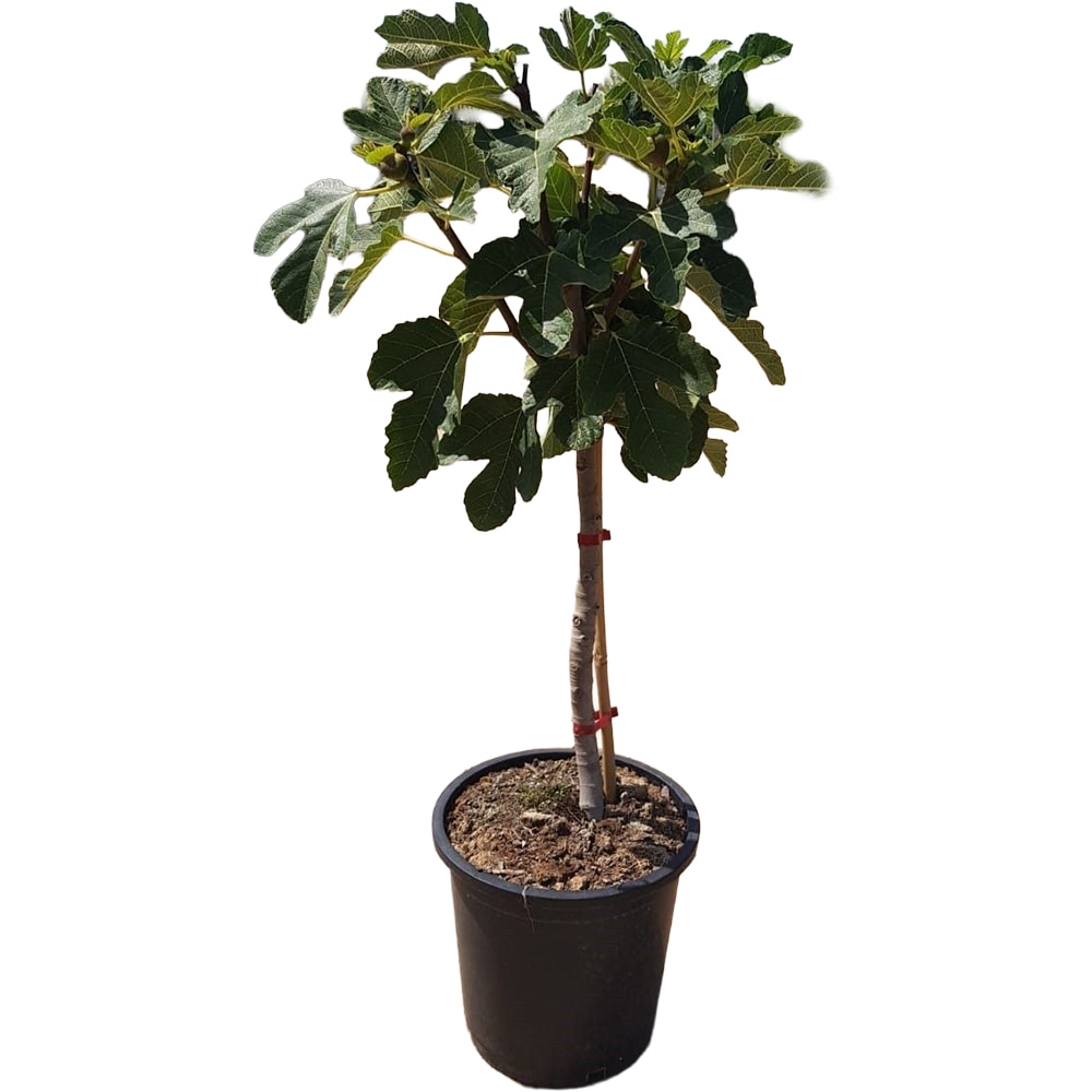 Ficus Carica, D 25 cm, H 130 cm