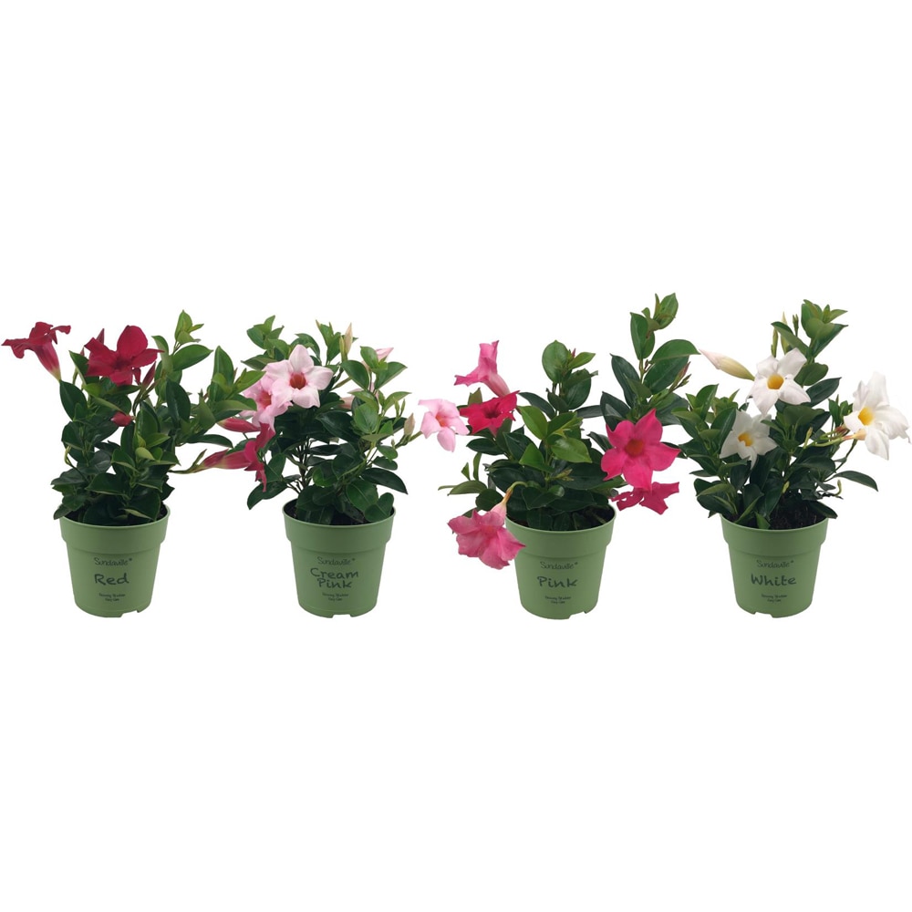 Mandevilla Sundaville, D12 cm, H25 cm
