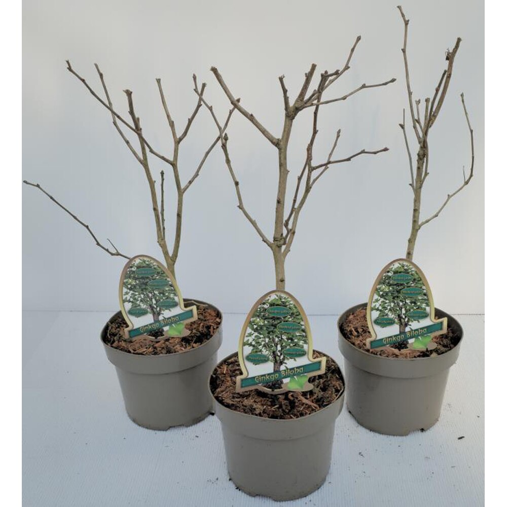 Arborele pagodelor (Ginkgo biloba), H 60 cm
