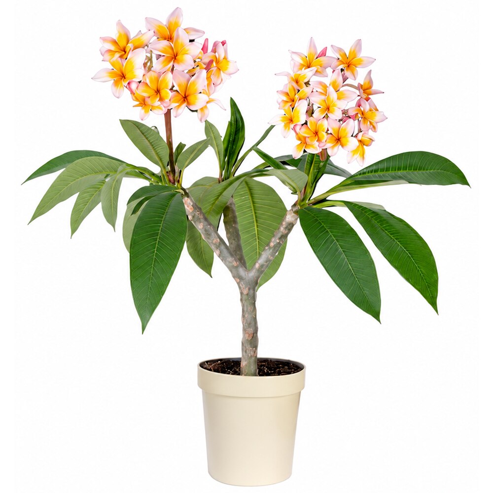 Frangipani (Plumeria rubra), H 35 cm